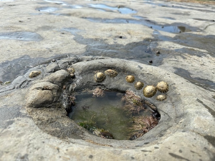 An ammonite shell full of limpets, on lyme regis beach