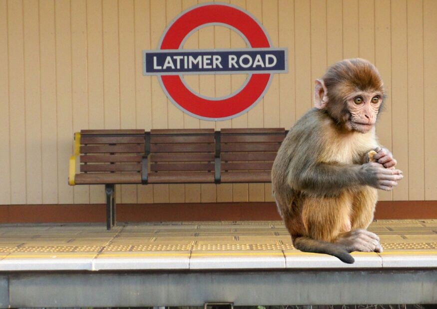 A monkey on the Latimer Road platofmr