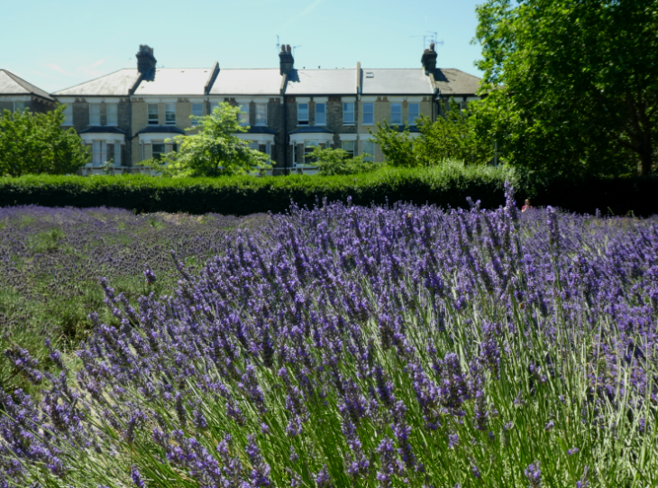 Rows of lavender planted in front of a hedge, with terraced houses peeking over from behind the hedge