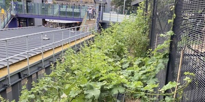 Chateau Network Rail! Did You Know Denmark Hill Station Has Its Own Vineyard?