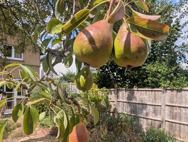 A pear tree