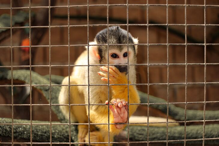 A small squirrel monkey with yellow fur on its arms and a black and white face sits behind a wire mesh fence, holding its hand up to its mouth.