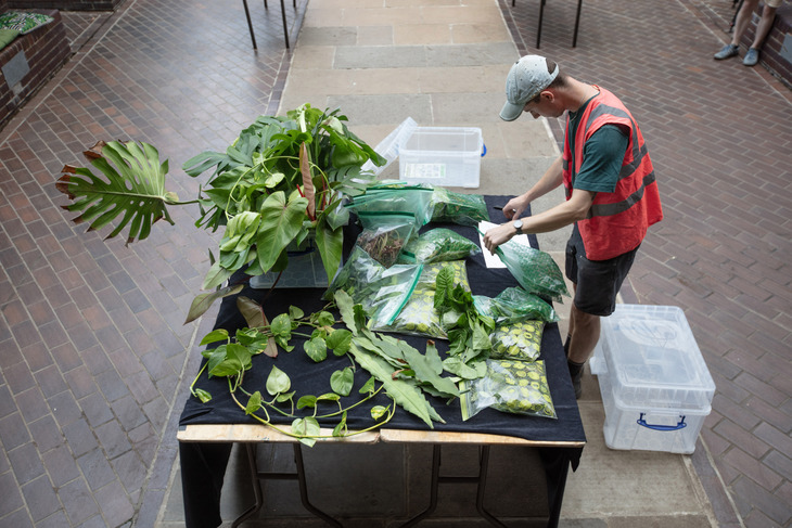 A man sorting plants