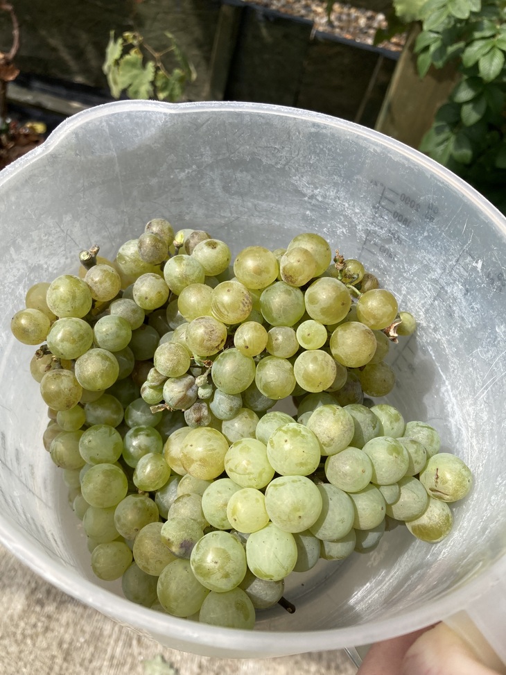 A container of grapes