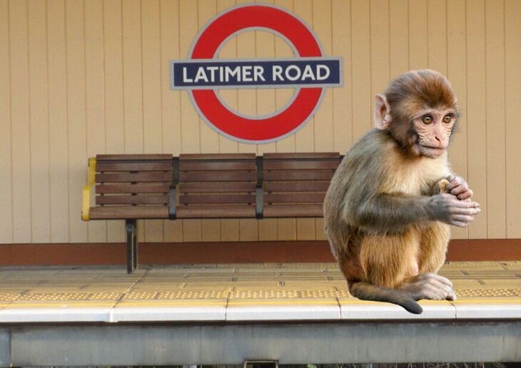 A monkey at Latimer Road station