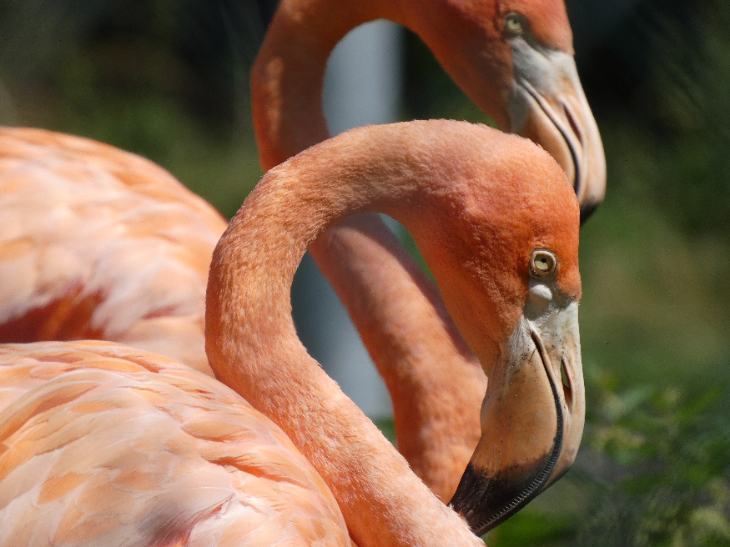 October 2026 half term in London: a photo of two flamingoes