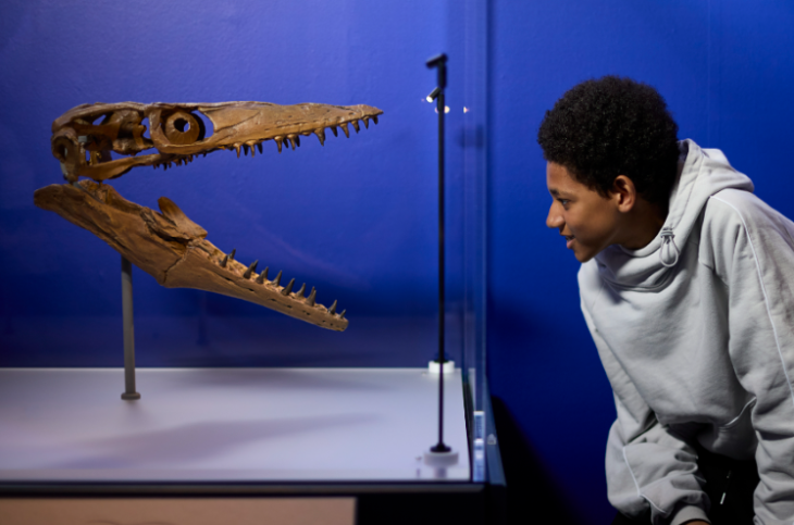 October 2026 half term in London: a teenager face to face with the skull of a marine creature in a glass museum case