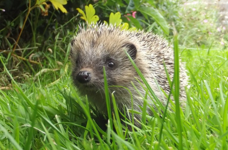 Things to do in London today: a photo of a hedgehog in the grass