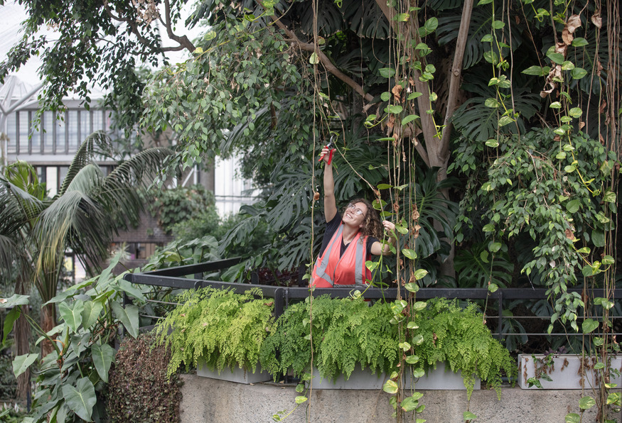 Someone cutting a plant in the Barbican conservatory