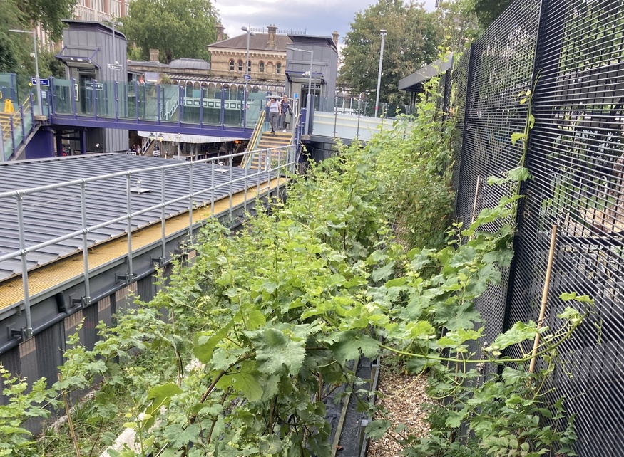 A vineyard on the slopes of Denmark Hill station