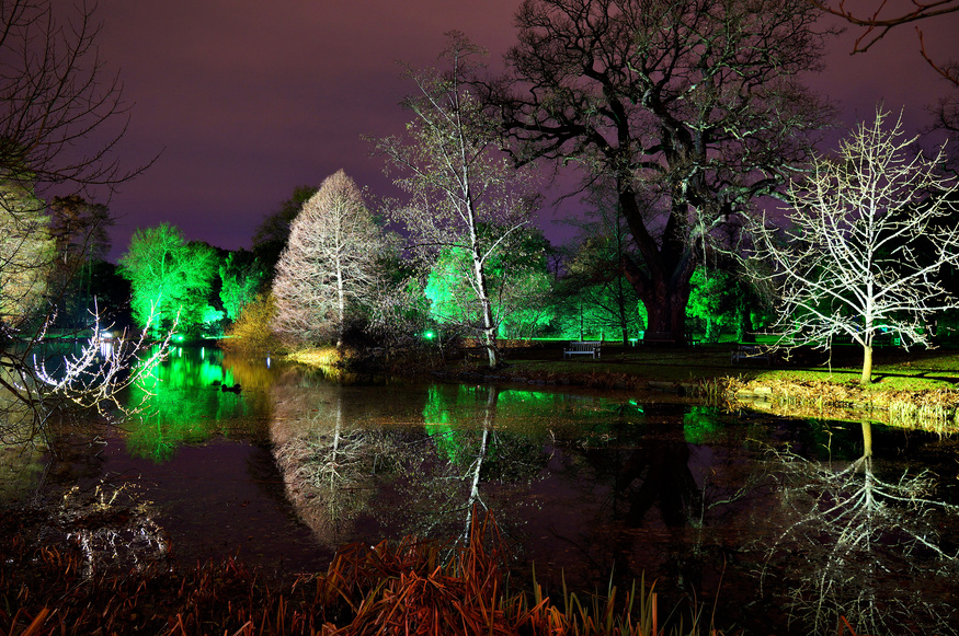 Trees in ghostly light