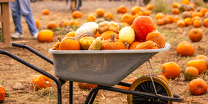 Where To Go Pumpkin Picking Near London: Autumn 2026
