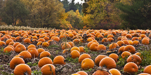 Where To Go Pumpkin Picking Near London: Autumn 2026