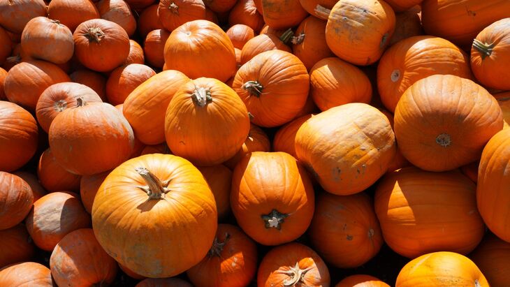 Pumpkin picking farms and patches near London 2026:   A large pile of bright orange pumpkins of various sizes and shapes, illuminated by sunlight.