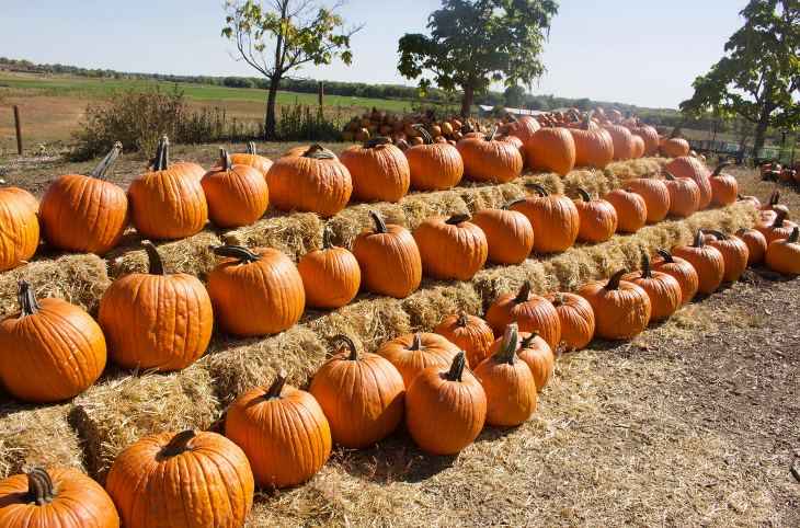 Pumpkin picking farms and patches near London 2026: rows of orange pumpkins lined up neatly on stacked bales of hay