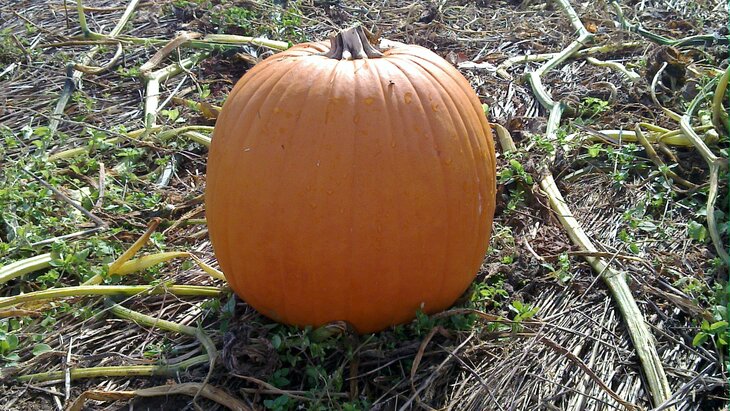 Pumpkin picking farms and patches near London 2026:   A large, round orange pumpkin sits in a field surrounded by dried vines and green leaves.