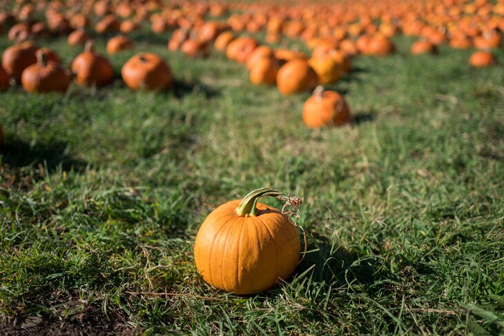 Pumpkin picking farms and patches near London 2026:  A small orange pumpkin sits in the foreground on green grass, with a field of blurred pumpkins stretching into the background.