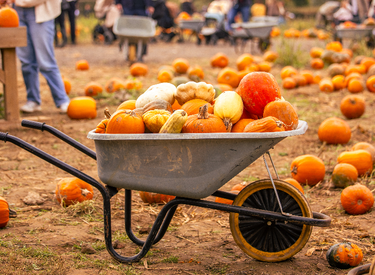 Pumpkin picking farms and patches near London 2026: a wheelbarrow full of orange pumpkins of different shapes and sizes, with more on the ground nearby