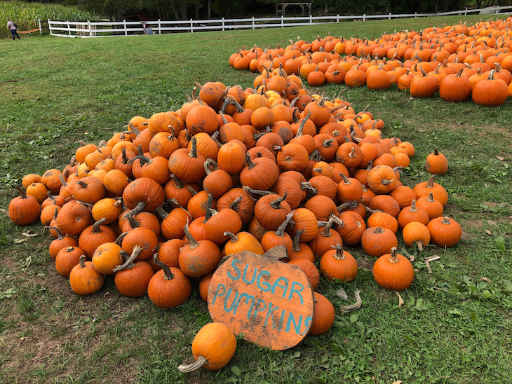 Pumpkin picking farms and patches near London 2026:  a pile of pumpkins on the grass