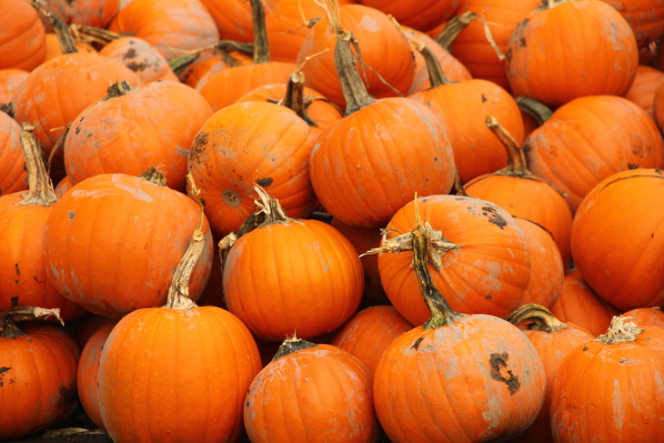 Pumpkin picking farms and patches near London 2026:   A large pile of bright orange pumpkins with thick, dried stems.