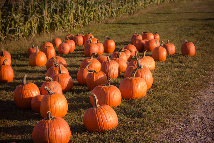 Pumpkin picking farms and patches near London 2026:   A field of bright orange pumpkins scattered across green grass next to a cornfield in the warm afternoon sun.