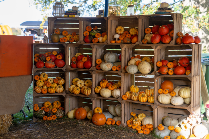 Pumpkin picking farms and patches near London 2026:  pumpkins of various colours, shapes and sizes displayed in wooden crates