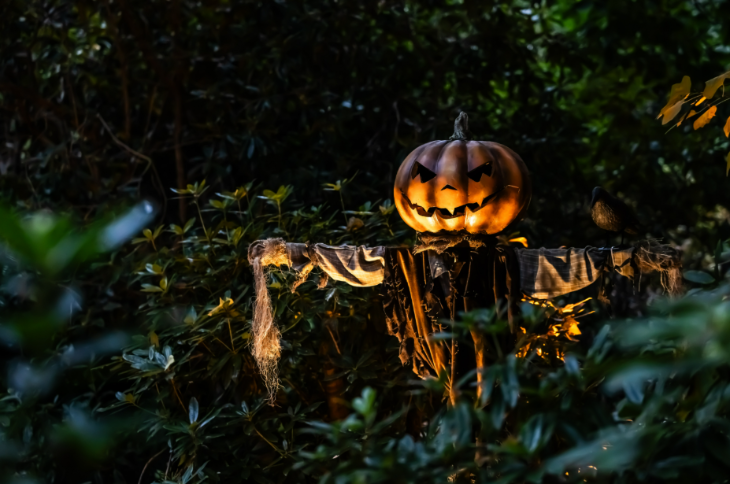 A scarecrow with a pumpkin hit in a dimly lit bush at dusk