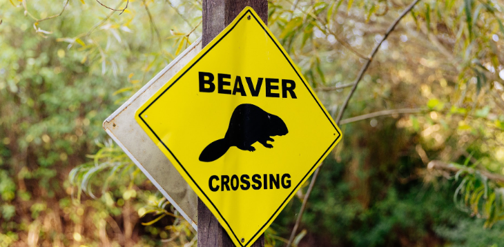 Things to do in London today: a diamond-shaped yellow sign reading "Beavers crossing" in black, with a picture of a beaver in the centre