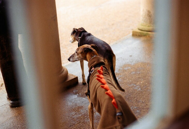 Two sighthounds stand on a wet stone patio between columns. The dog in the foreground wears a brown fleece coat with orange dinosaur spikes down the back.
