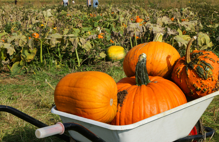 Pumpkin picking farms and patches near London 2026: a wheelbarrow full of large orange pumpkins