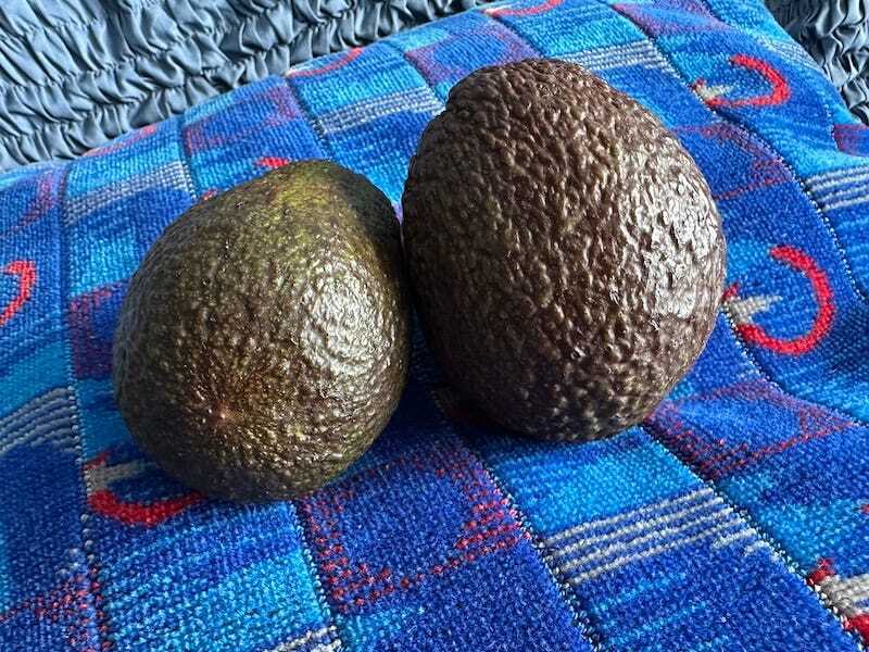 A pair of avocados on a cushion