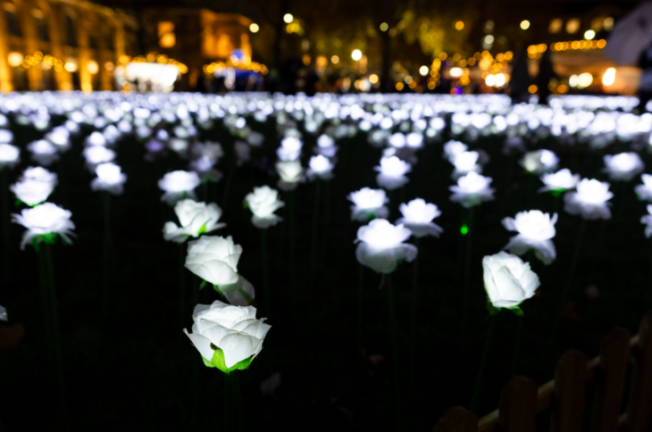 Ever After Garden 2026: a close-up photo of some of the white roses glowing in the dark