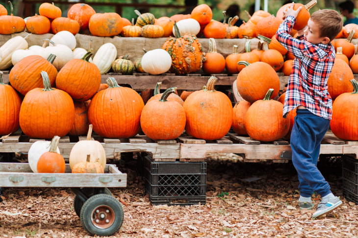Pumpkin picking farms and patches near London 2026: a young boy picks up a pumpkin from a trailer full of orange pumpkins