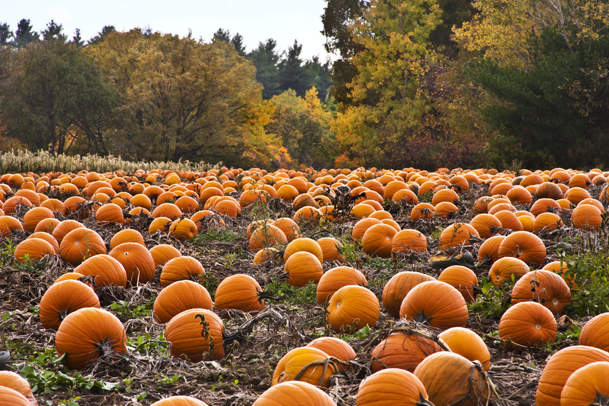 A wide field filled with hundreds of large orange pumpkins resting on the ground, with a backdrop of dense autumn trees in shades of yellow, orange, and green.