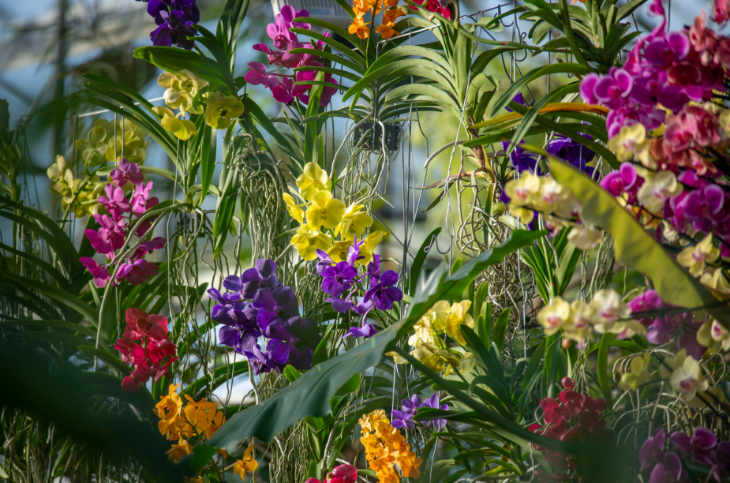Kew Gardens Orchid Festival 2027: colourful orchids in a display
