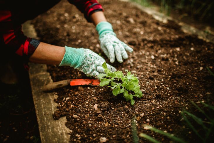 A person wearing gardening gloves plants a small green seedling into a soil-filled garden bed using a hand trowel.