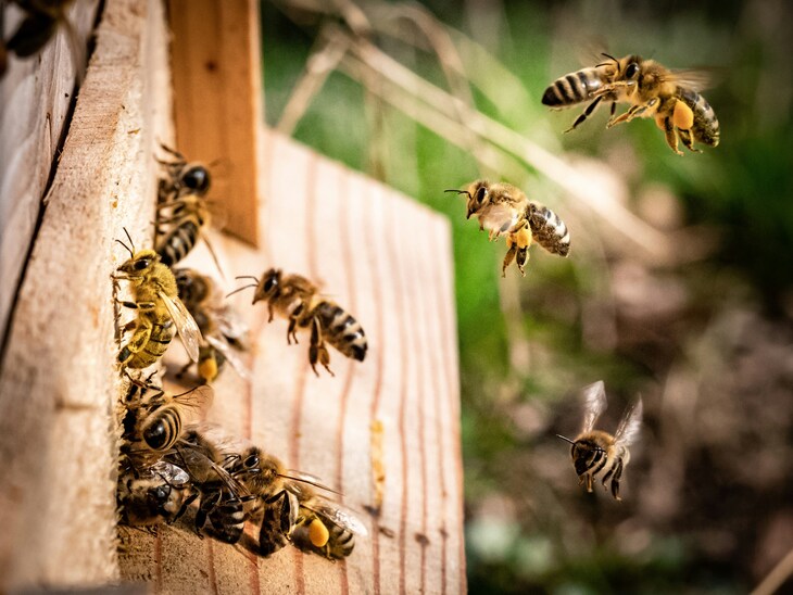 A close-up shot of honeybees in flight and crawling on the wooden entrance of a beehive, with several bees carrying bright yellow pollen on their legs.