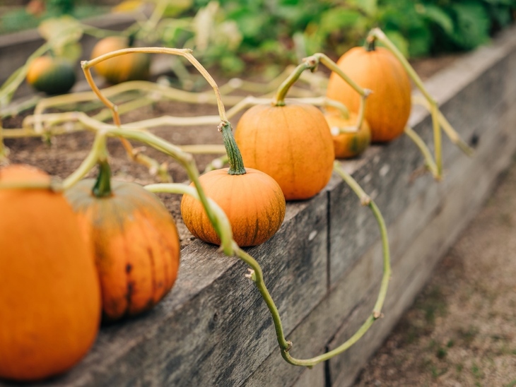 A row of pumpkins