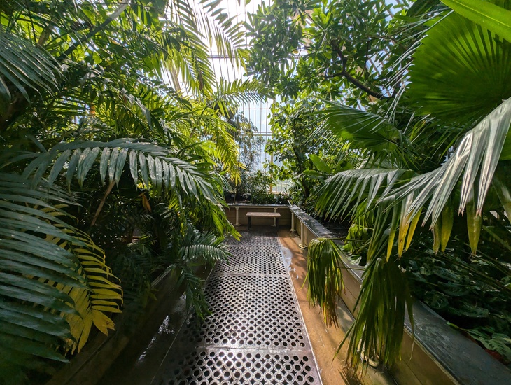 A lush indoor greenhouse walkway lined with dense tropical palm fronds and trees under a glass ceiling, featuring a metal grate path leading toward a small wooden bench.