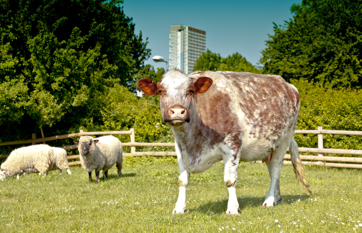 A brown and white speckled cow stands in a grassy field, looking directly at the camera, with two sheep grazing behind it and a tall building visible in the distance.