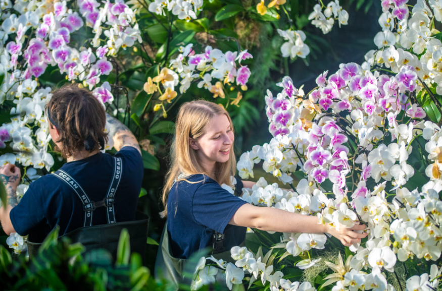 Kew Gardens Orchid Festival 2027: Kew staff arranging colourful orchid displays